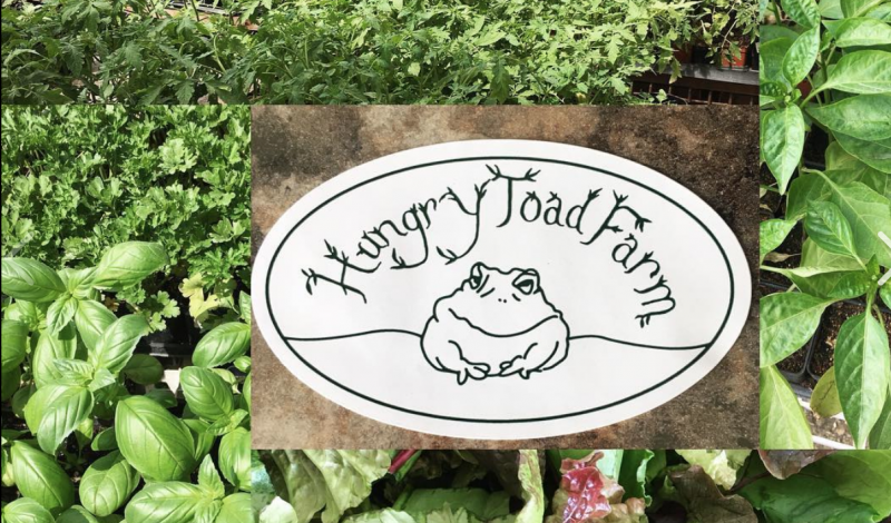 Vendor Spotlight: Hungry Toad Farm